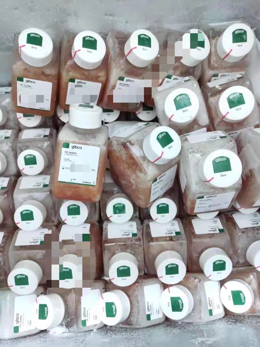 南美胎牛血清gibco